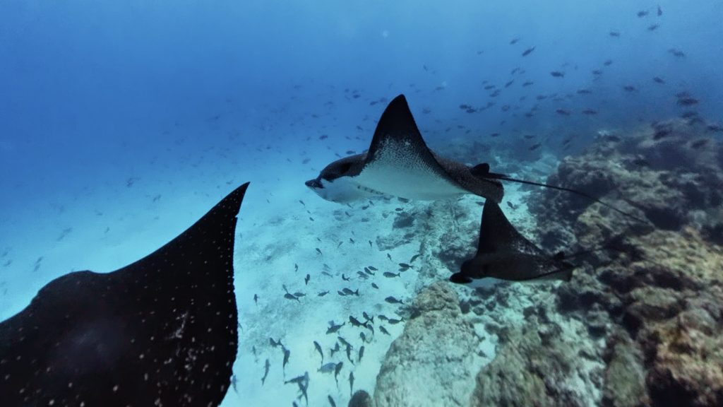galapagos-apnea-eagle-rey-blog-matthma-experience-travel-designer