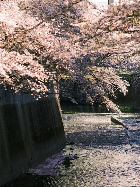 Giappone-hanami-fioritura-ciliegi-matthma-experience-travel-designer-10
