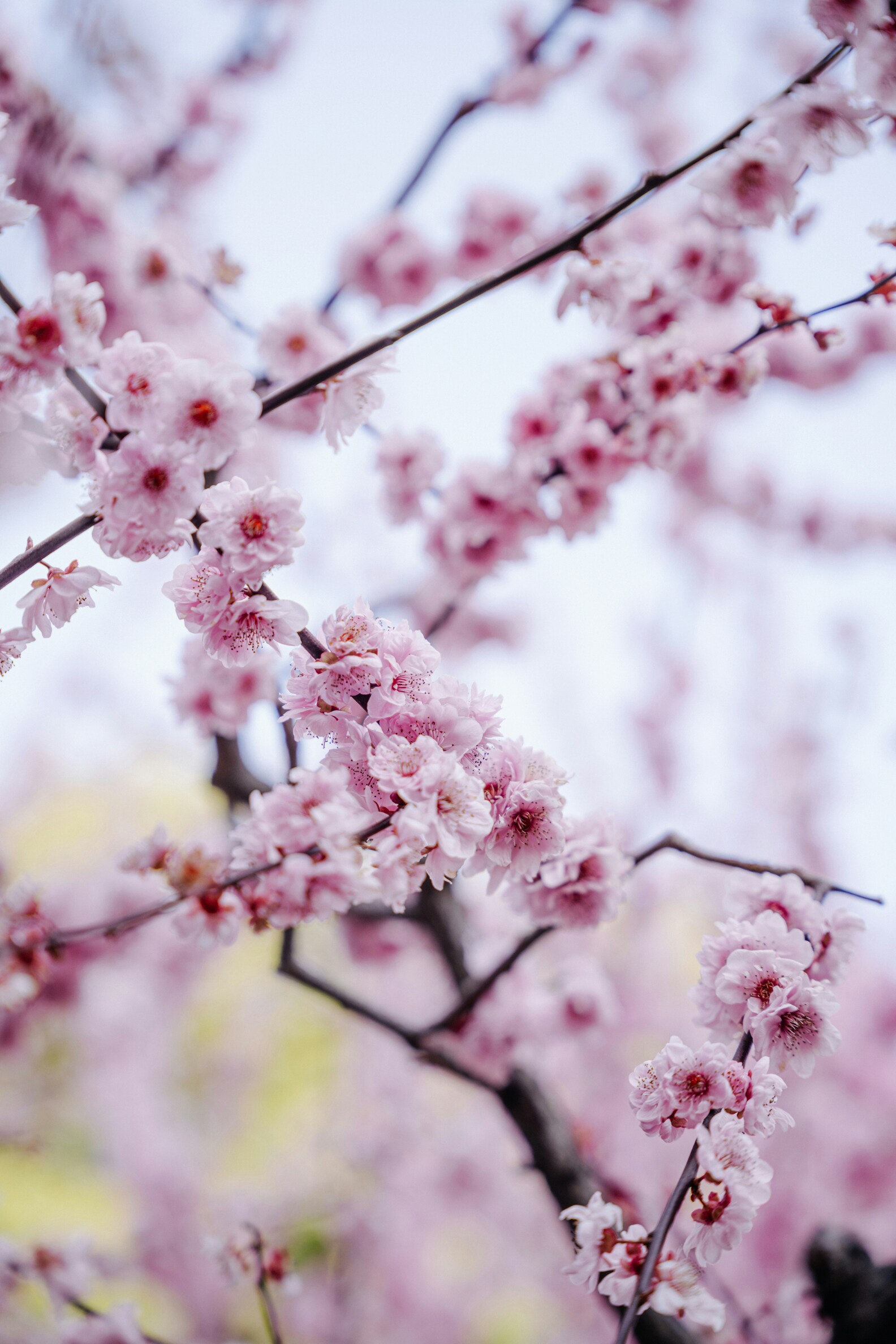 Giappone-hanami-fioritura-ciliegi-matthma-experience-travel-designer-3