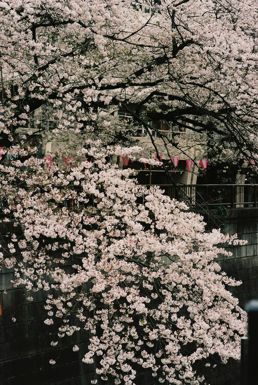 Giappone-hanami-fioritura-ciliegi-matthma-experience-travel-designer-4