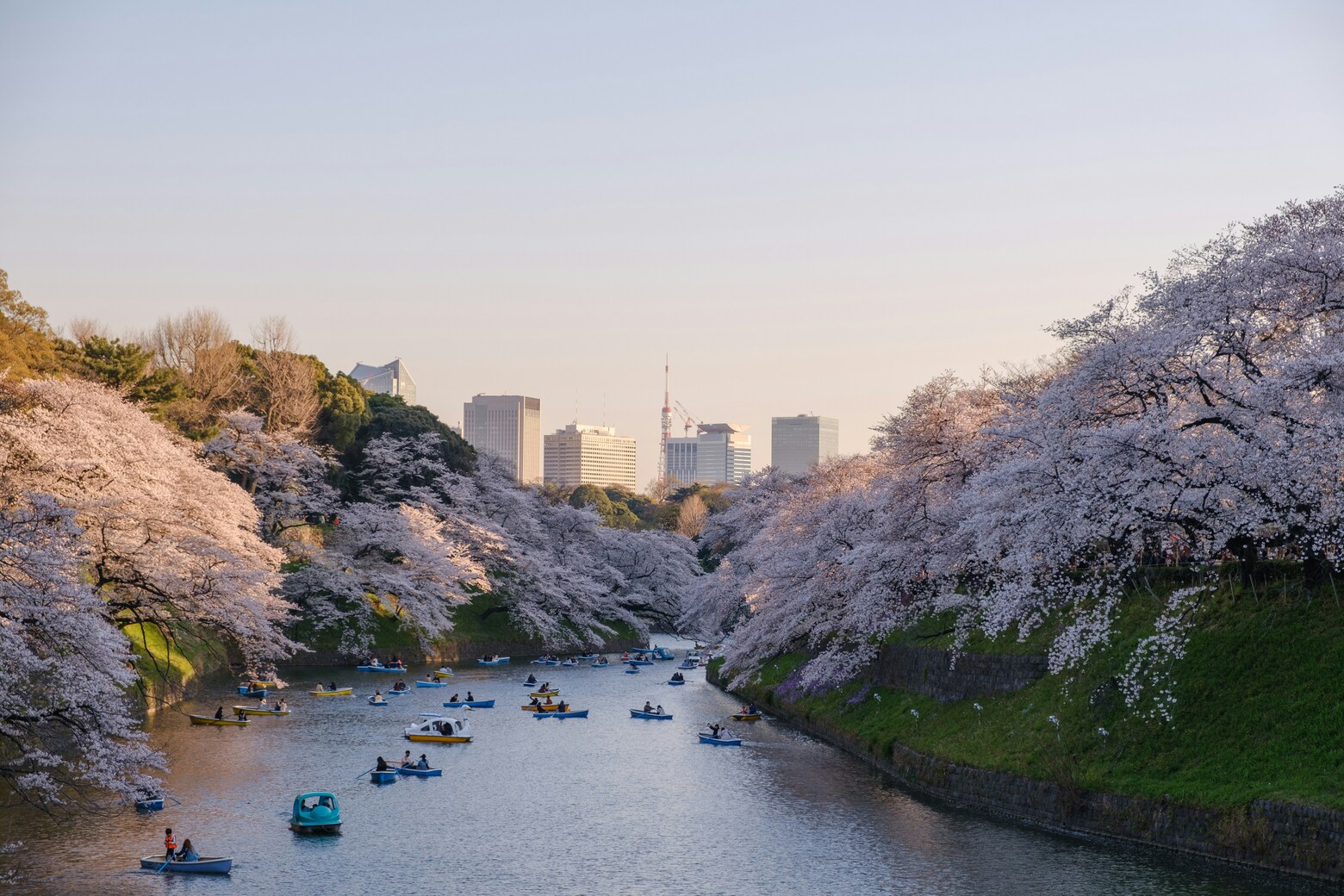 Giappone-hanami-fioritura-ciliegi-matthma-experience-travel-designer-9