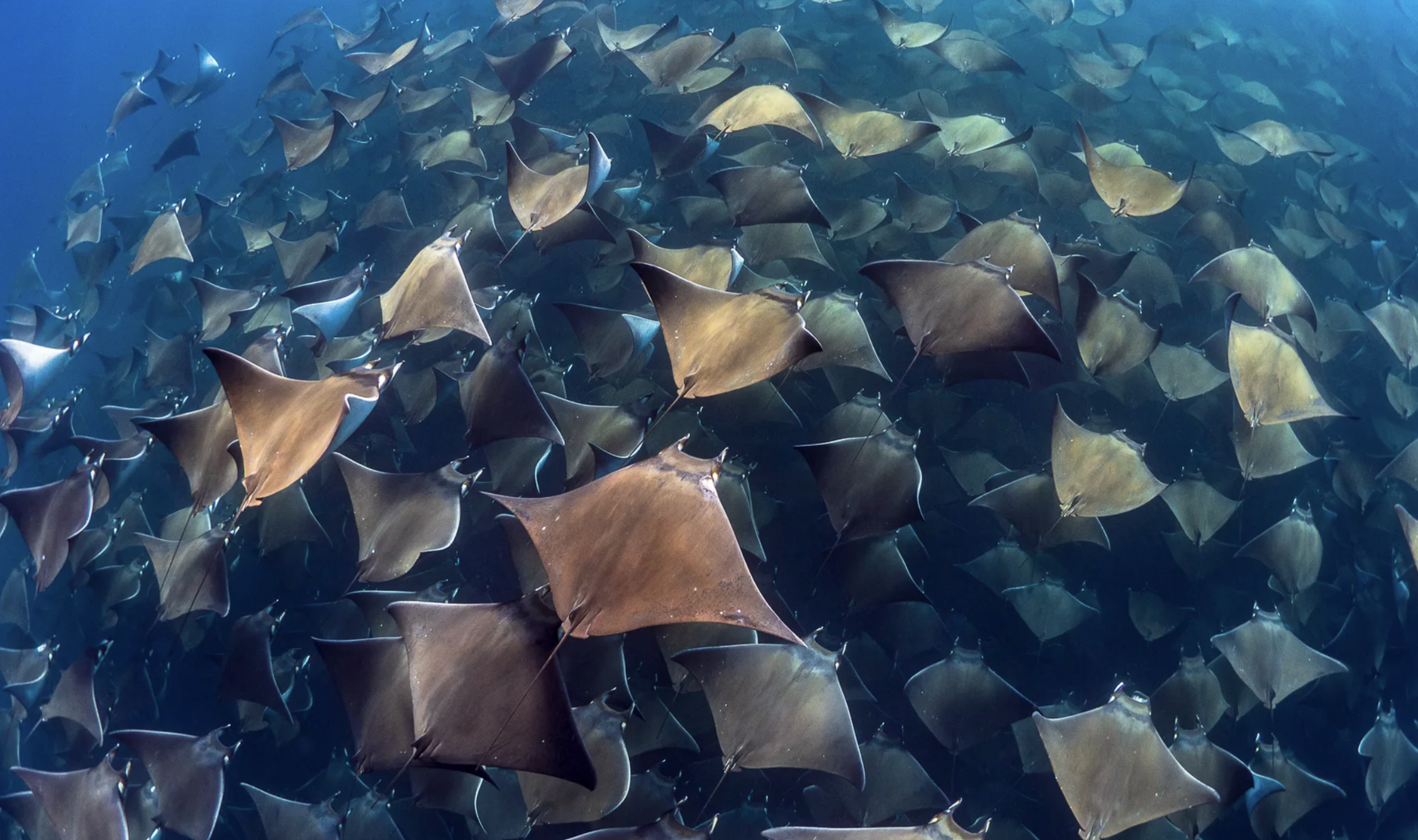 mobula migration-temp