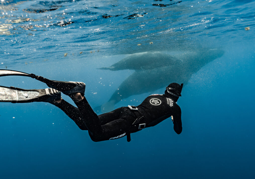 polinesia-francese-expedition-humpback-whale-spedizioni-matthma-experience-traveller-freediver-8